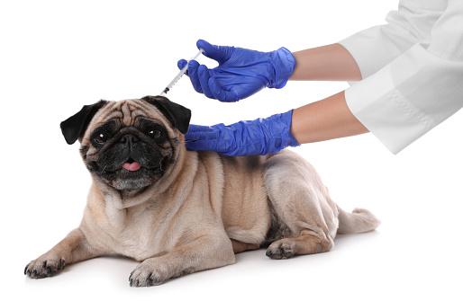 Animal Vaccine Market Insight 2023-28: Opportunity