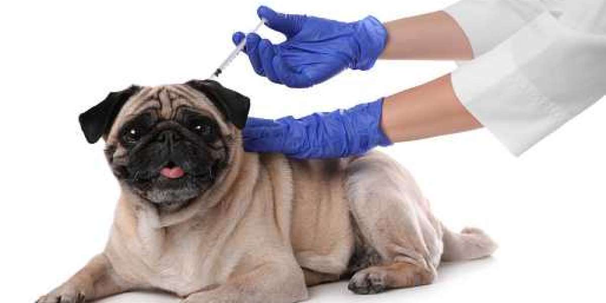 Animal Vaccine Market Growth Analysis 2023