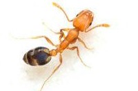 Ant Pest Control Box Hill, Ant Removal Box Hill, Pest Control Near me