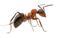 Ant Pest Control Camberwell, Ant Removal Camberwell, Ant Exterminator